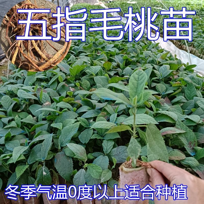 五指毛桃苗带营养杯好种易活