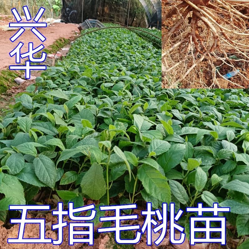 五指毛桃苗带营养杯好种易活