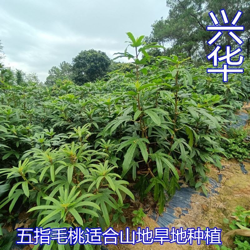 五指毛桃苗带营养杯好种易活
