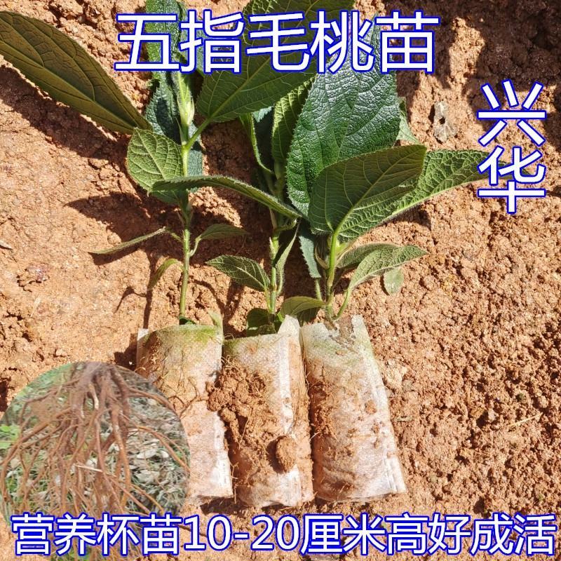 五指毛桃苗带营养杯好种易活