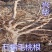 五指毛桃苗带营养杯好种易活