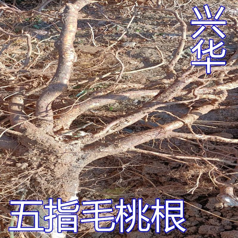 五指毛桃苗带营养杯好种易活