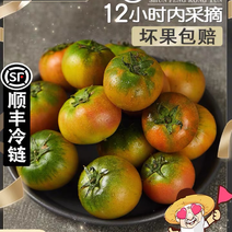 【顺丰】福建正宗草莓铁皮柿子