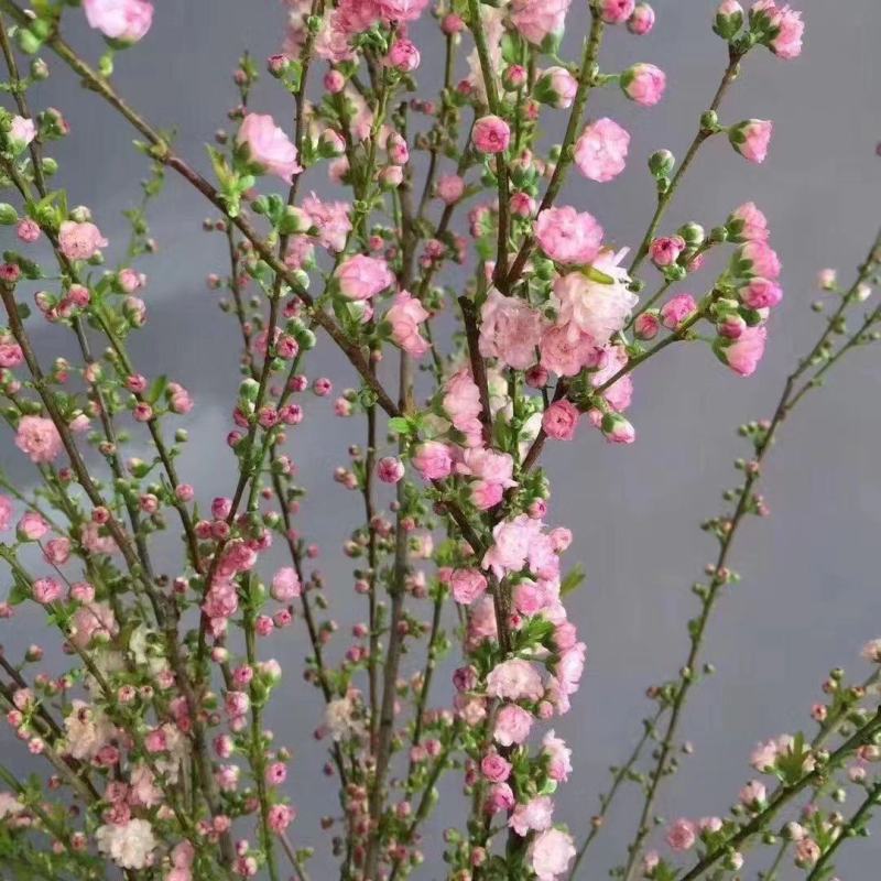 干枝珍珠李遇水开花鲜枝水培鲜花植物室内好养易活水养樱耐寒