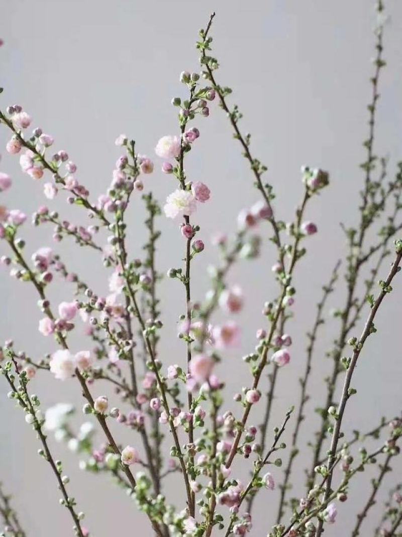 干枝珍珠李遇水开花鲜枝水培鲜花植物室内好养易活水养樱耐寒