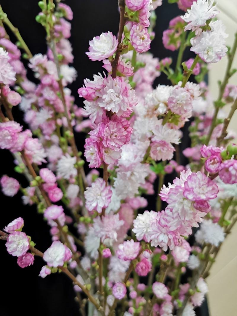 干枝珍珠李遇水开花鲜枝水培鲜花植物室内好养易活水养樱耐寒