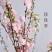 干枝珍珠李遇水开花鲜枝水培鲜花植物室内好养易活水养樱耐寒