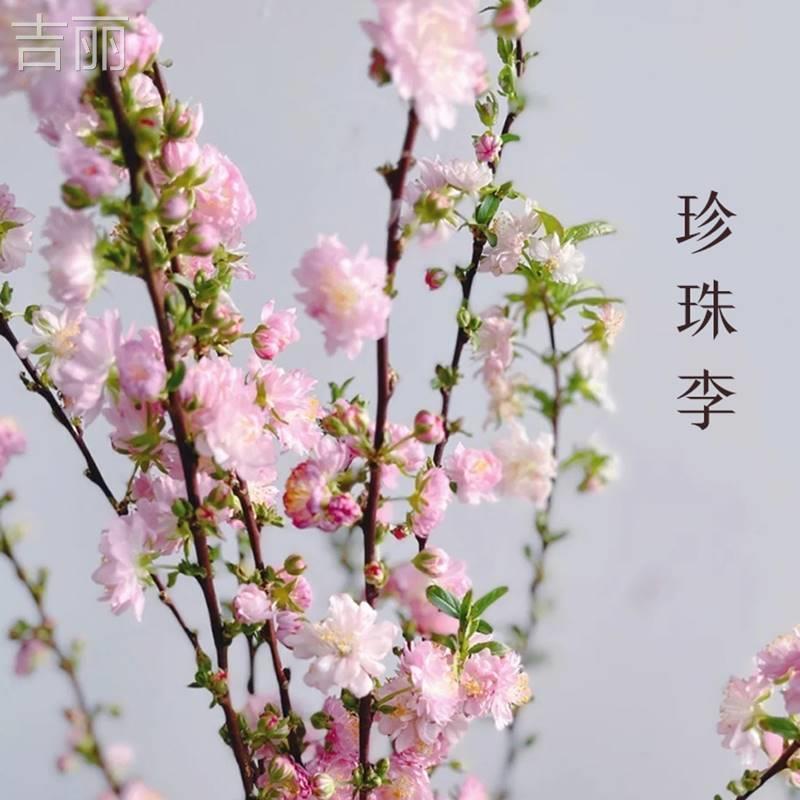 干枝珍珠李遇水开花鲜枝水培鲜花植物室内好养易活水养樱耐寒