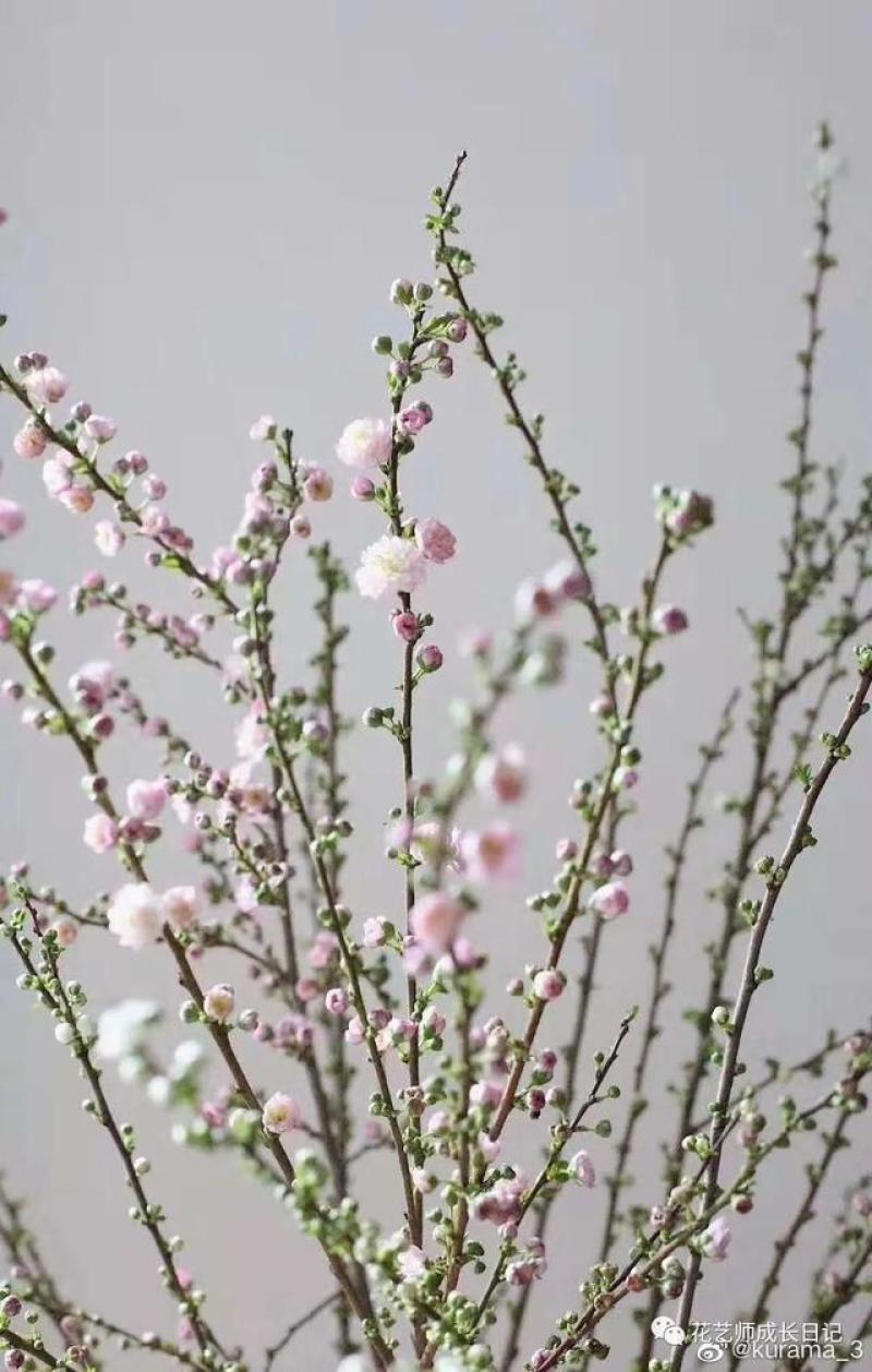 干枝珍珠李遇水开花鲜枝水培鲜花植物室内好养易活水养樱耐寒