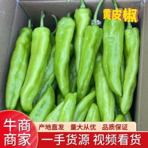 【黄皮尖椒】诏安尖椒
