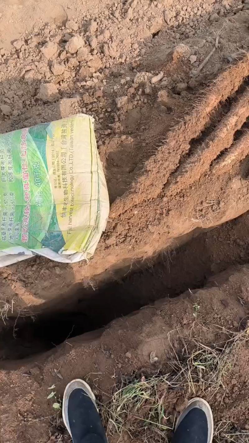 山西优质白玉山药，现在接受打点先挖先卖自家种植，量大从优