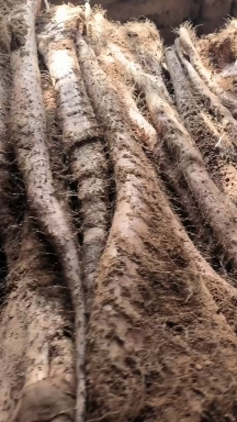 山西优质白玉山药，现在接受打点先挖先卖自家种植，量大从优
