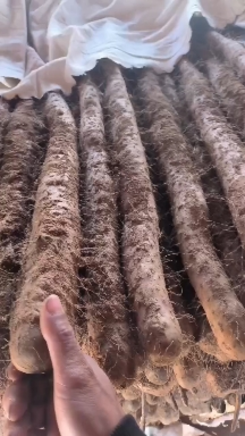 山西优质白玉山药，现在接受打点先挖先卖自家种植，量大从优