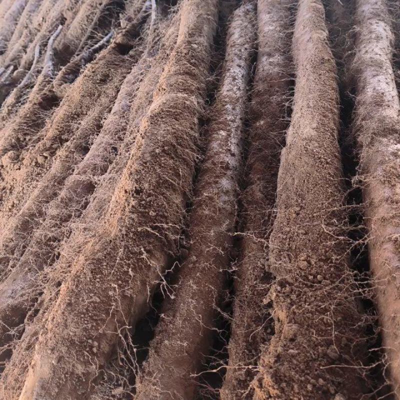 山西优质白玉山药，现在接受打点先挖先卖自家种植，量大从优