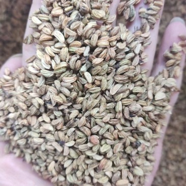 优质岗梅种子成熟黑果加工出来的好种高出芽率易种植