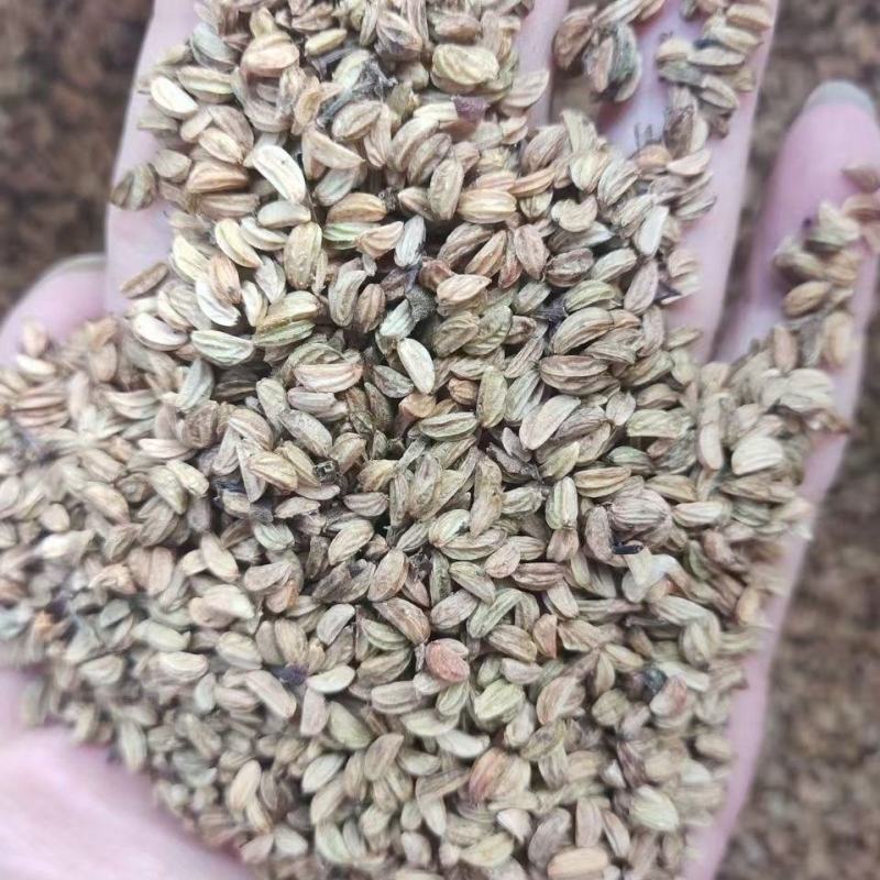 优质岗梅种子成熟黑果加工出来的好种高出芽率易种植
