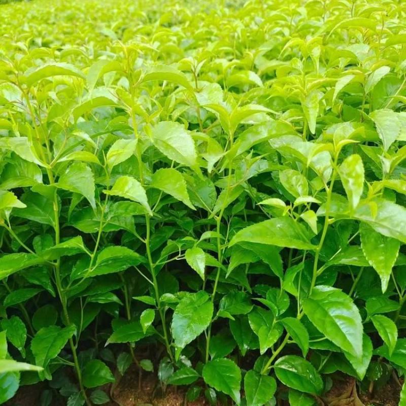 优质岗梅种子成熟黑果加工出来的好种高出芽率易种植