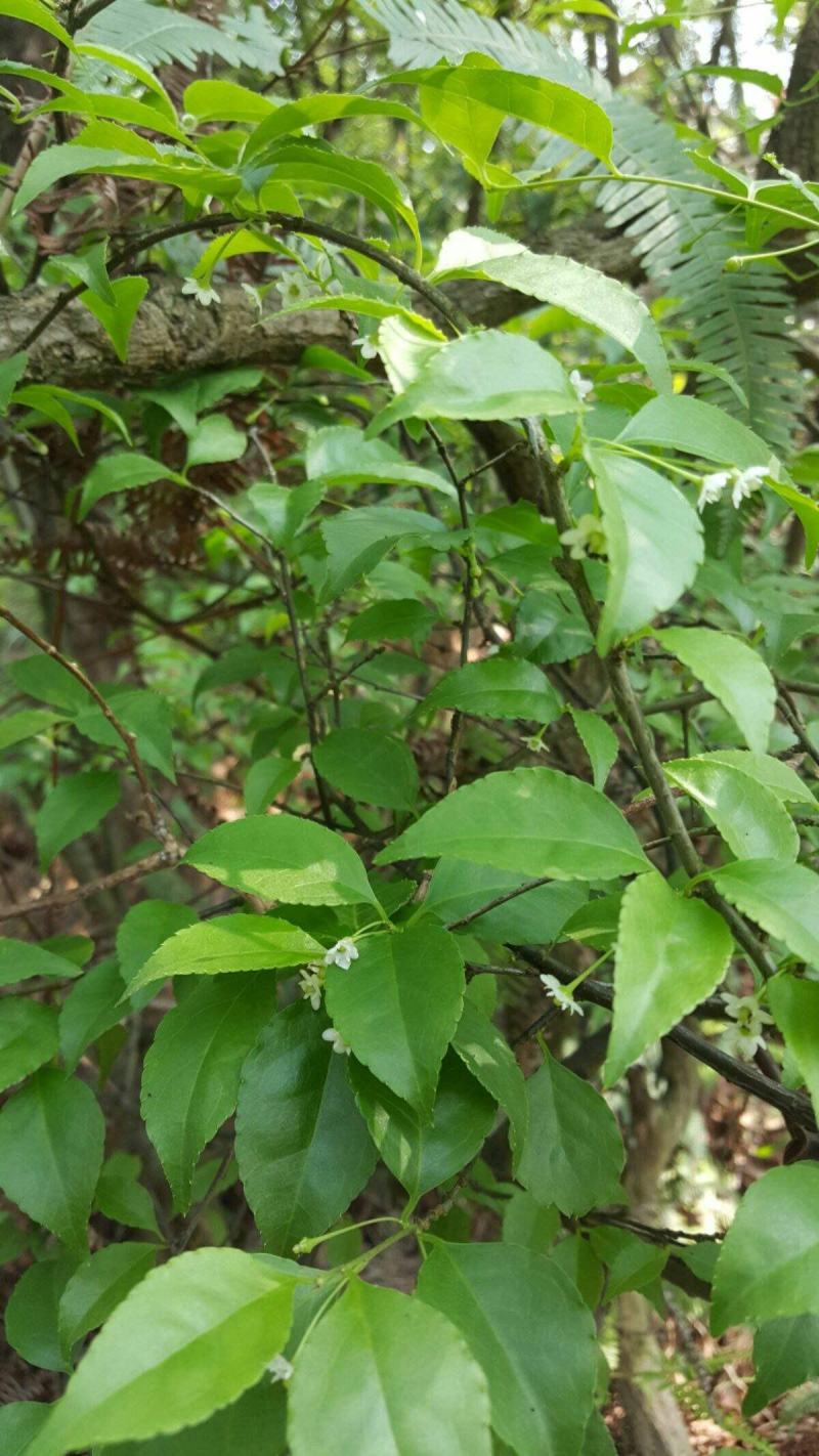 优质岗梅种子成熟黑果加工出来的好种高出芽率易种植