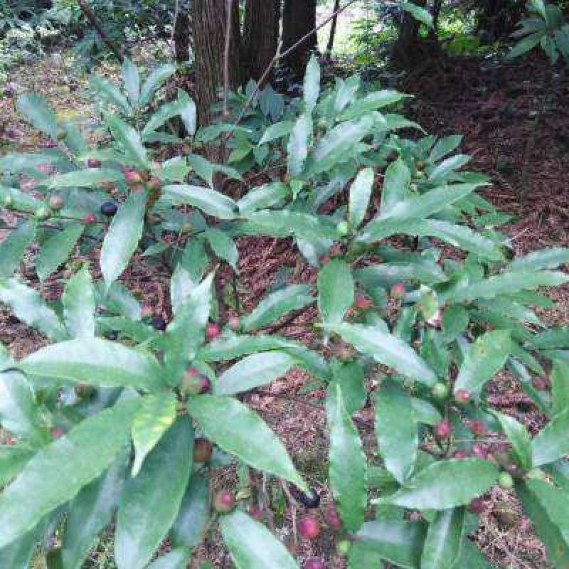 优质岗梅种子成熟黑果加工出来的好种高出芽率易种植