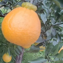 资中甜蜜蜜的不知火