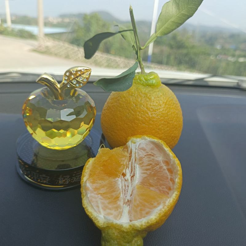 资中甜蜜蜜的不知火