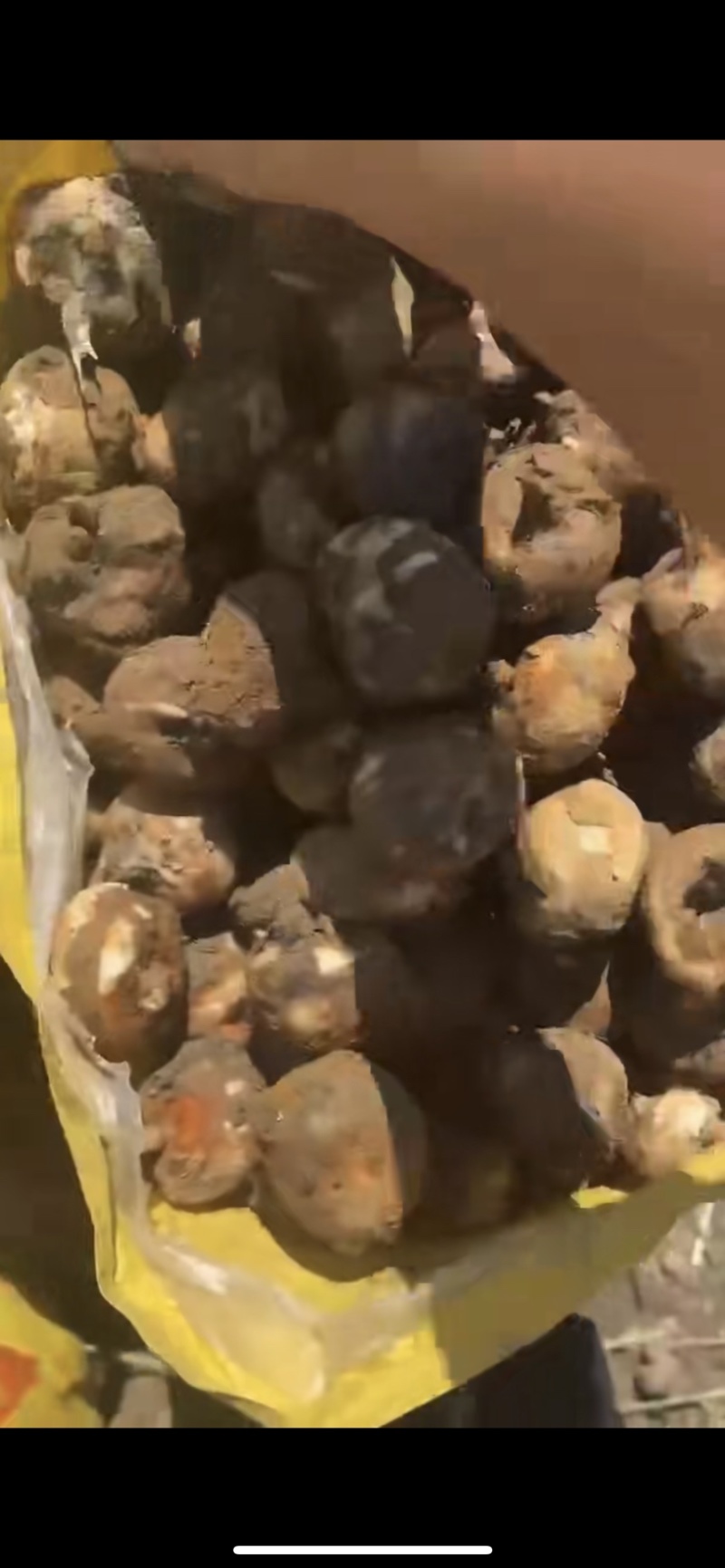 水果马蹄大量上市，量大从优，常年有货，保质保量！