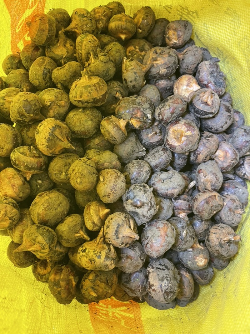 水果马蹄大量上市，量大从优，常年有货，保质保量！