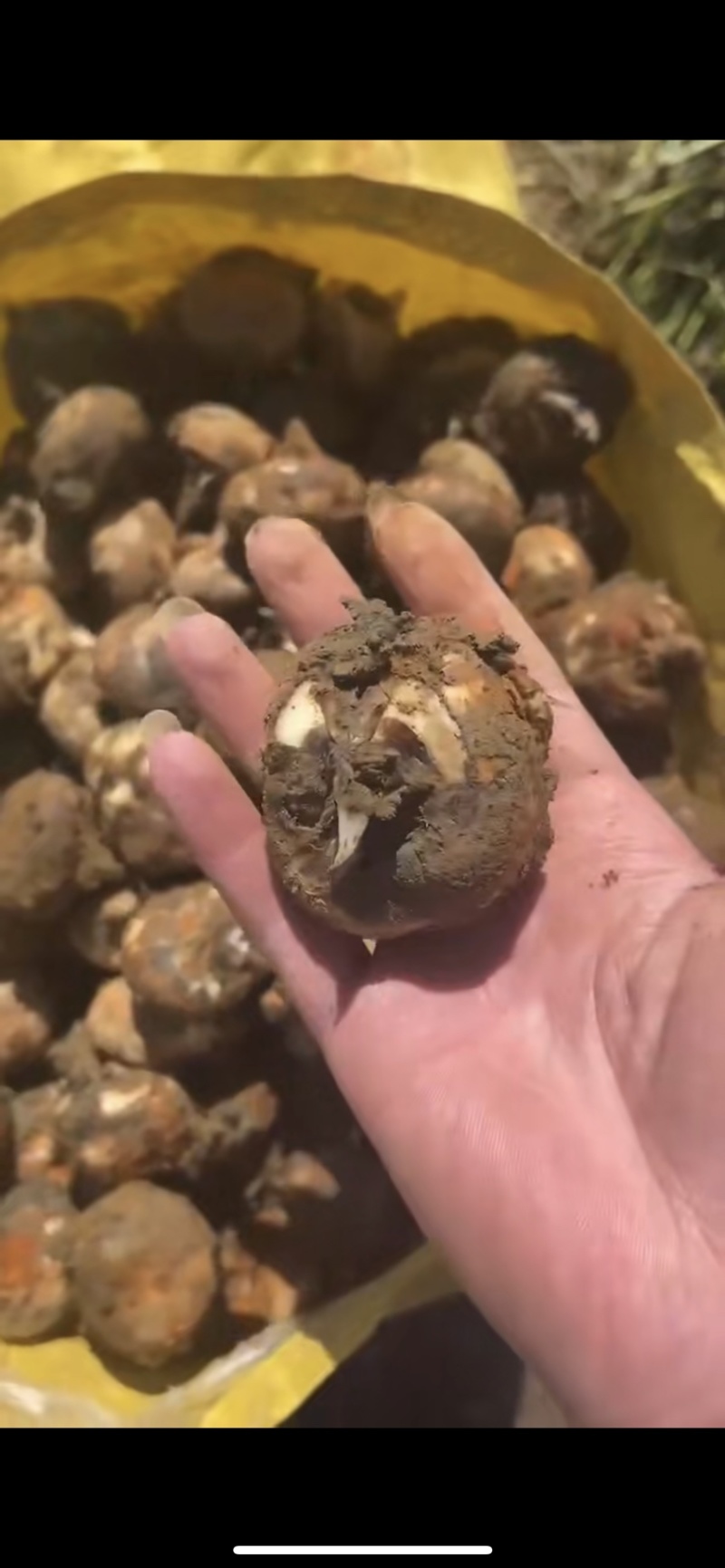 水果马蹄大量上市，量大从优，常年有货，保质保量！