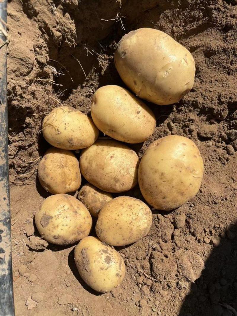 张家口坝上窖存土豆大量供应支持水洗和干洗！