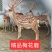 种公鹿成年梅花鹿梅花鹿养殖场鹿茸鹿产品大量现货