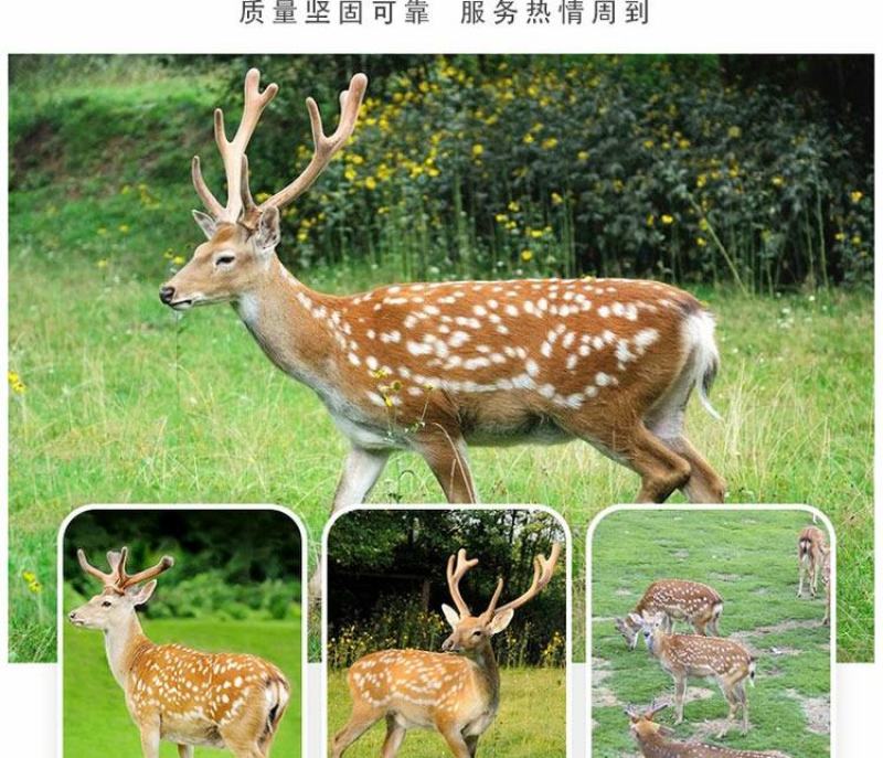 种公鹿成年梅花鹿梅花鹿养殖场鹿茸鹿产品大量现货