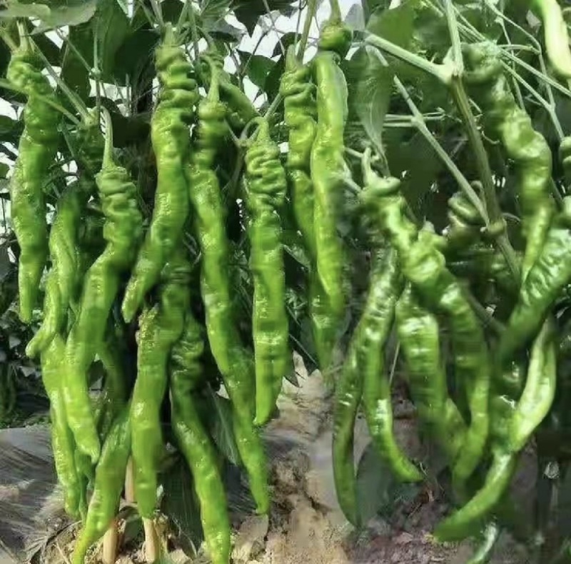 【产地发货】螺丝椒尖椒大量供应一手货源质量保证
