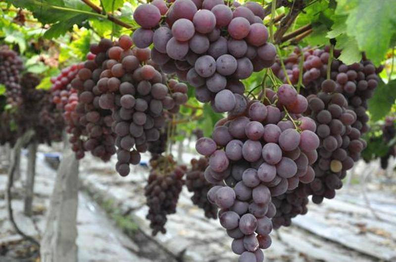 果树种子巨峰葡萄种子葡萄籽水果葡萄种苗葡萄树阳台盆栽