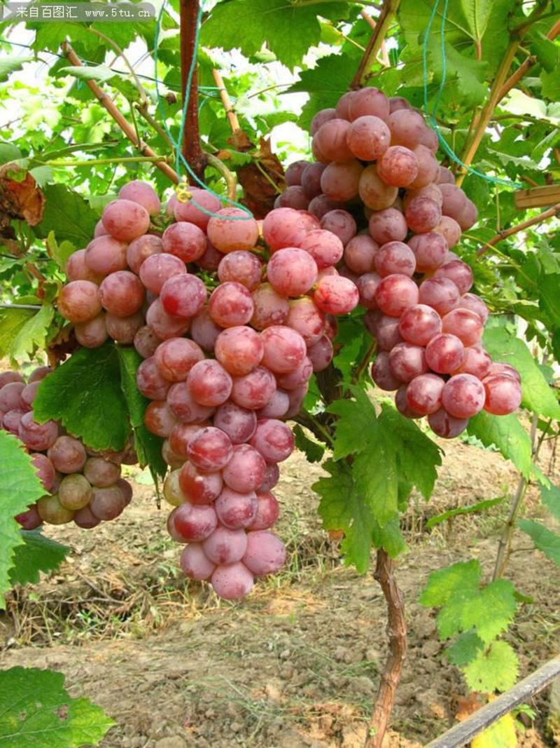 果树种子巨峰葡萄种子葡萄籽水果葡萄种苗葡萄树阳台盆栽