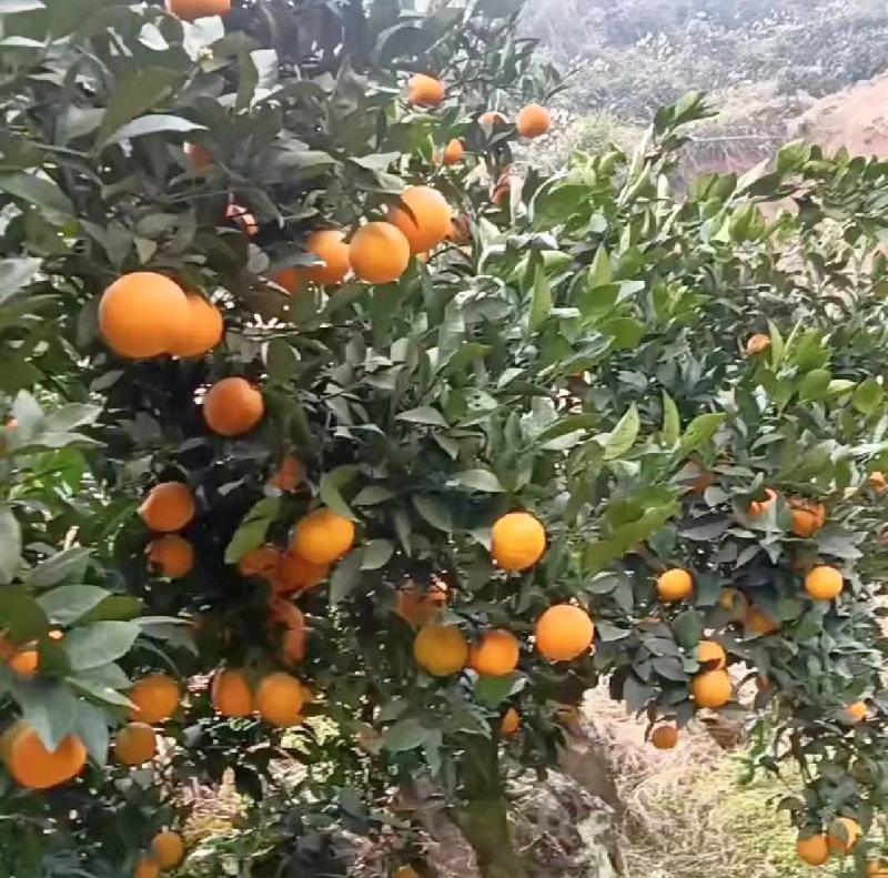 冰糖橙口感佳皮毛靓电商货市场货支持一件代发产地直供全国