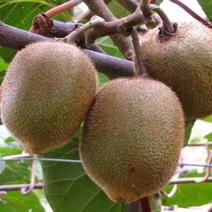 新采猕猴桃种子奇异果藤梨杨汤梨种籽子果树籽四季南北方种植