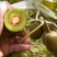 新采猕猴桃种子奇异果藤梨杨汤梨种籽子果树籽四季南北方种植
