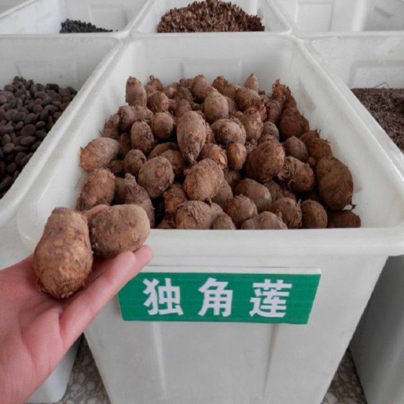 新鲜东北独角莲种球不是/七叶一枝花重楼盆栽可种院子花
