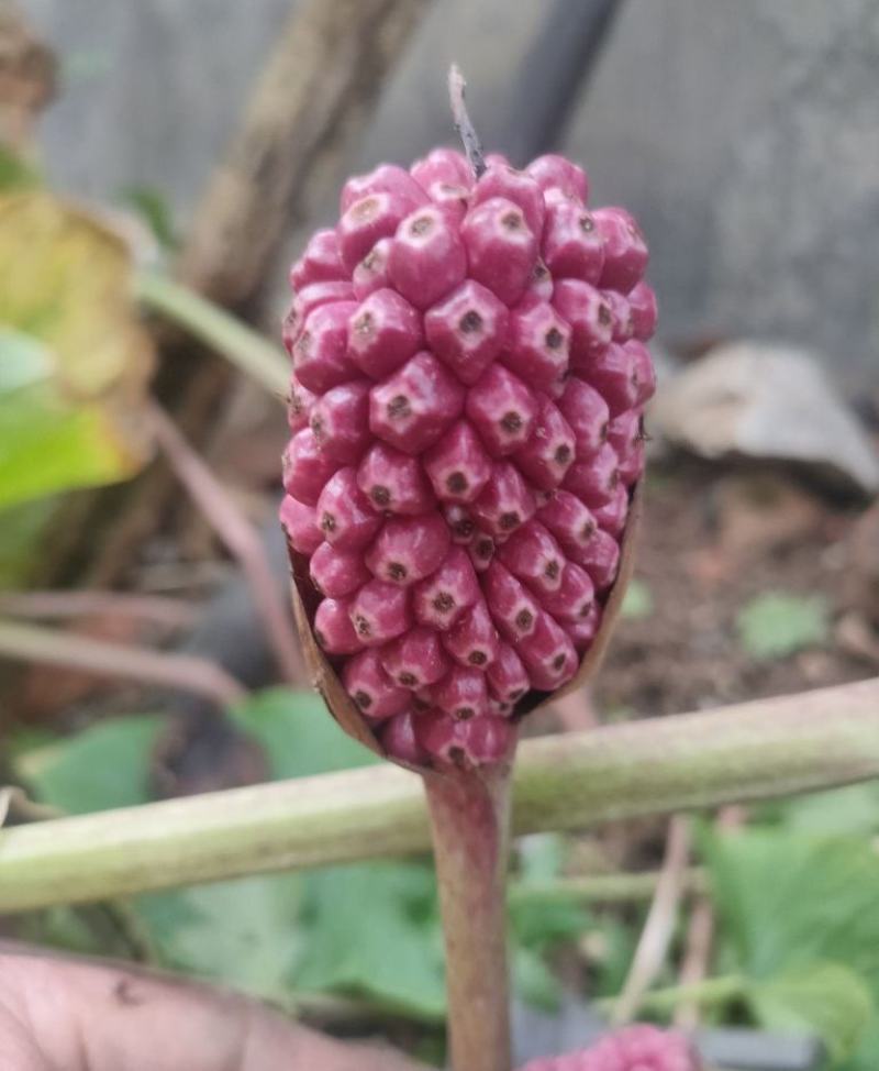 新鲜东北独角莲种球不是/七叶一枝花重楼盆栽可种院子花