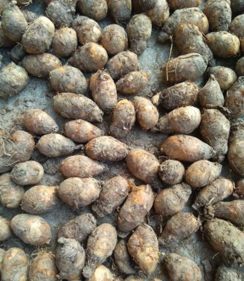 新鲜东北独角莲种球不是/七叶一枝花重楼盆栽可种院子花