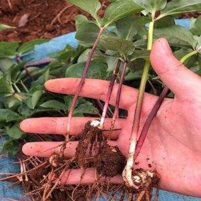 新鲜东北独角莲种球不是/七叶一枝花重楼盆栽可种院子花