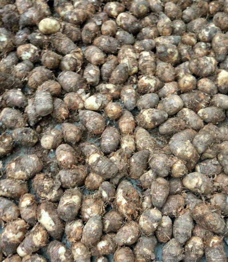 新鲜东北独角莲种球不是/七叶一枝花重楼盆栽可种院子花