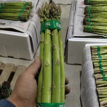 绿芦笋.火爆上市规格齐全.品质优，欢迎各地客商前来选购！
