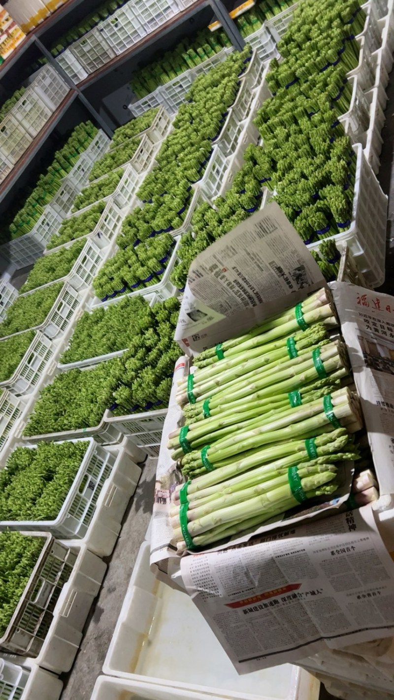 [精品]新鲜绿芦笋，现摘现发，欢迎采购基地直发！