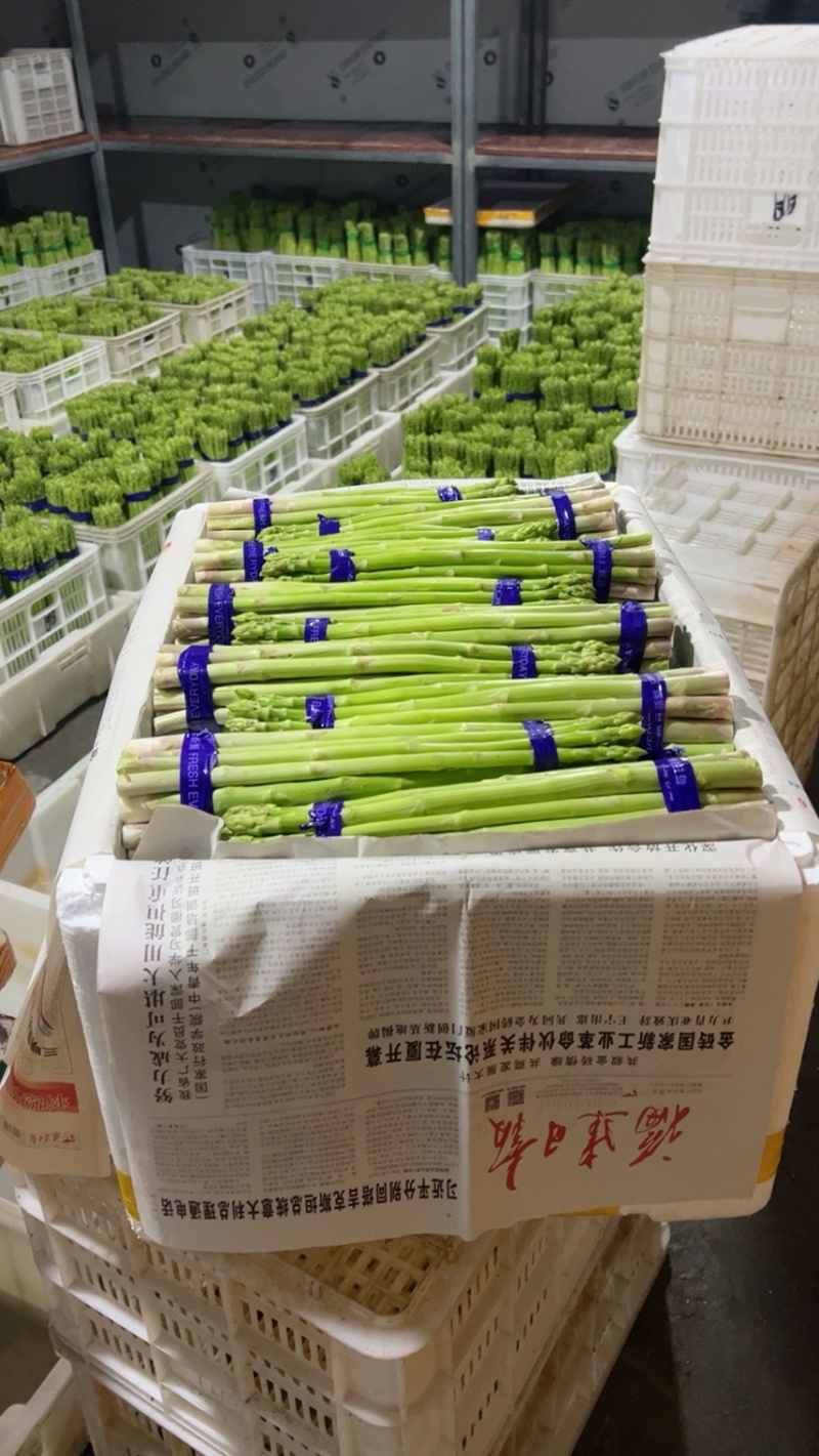 [精品]新鲜绿芦笋，现摘现发，欢迎采购基地直发！