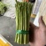 [精品]新鲜绿芦笋，现摘现发，欢迎采购基地直发！