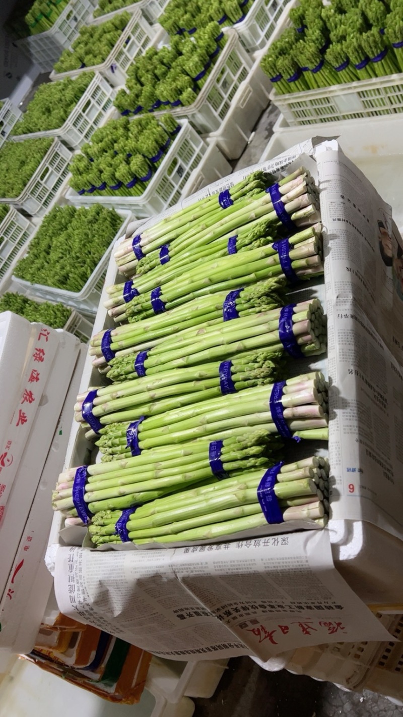 绿芦笋.火爆上市规格齐全.品质优，欢迎各地客商前来选购！