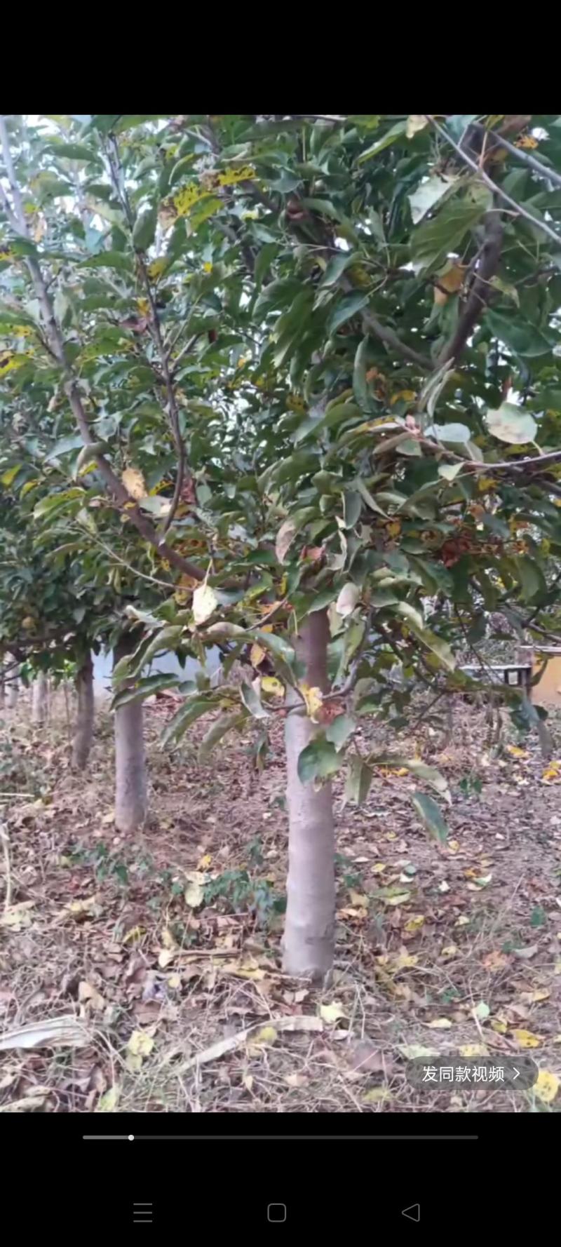 苹果树，海棠树，基地种植面积广，品种多，规格全，数量大