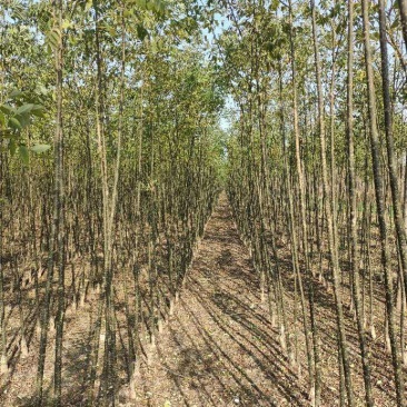 国槐苗，基地种植面积广，品种多，规格全，数