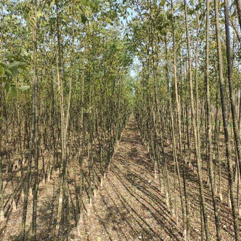 国槐苗，基地种植面积广，品种多，规格全，数